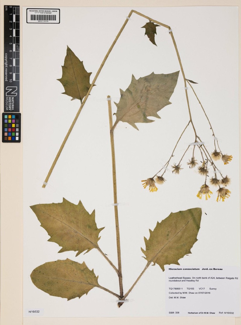 Hieracium lachenalii subsp. consociatum