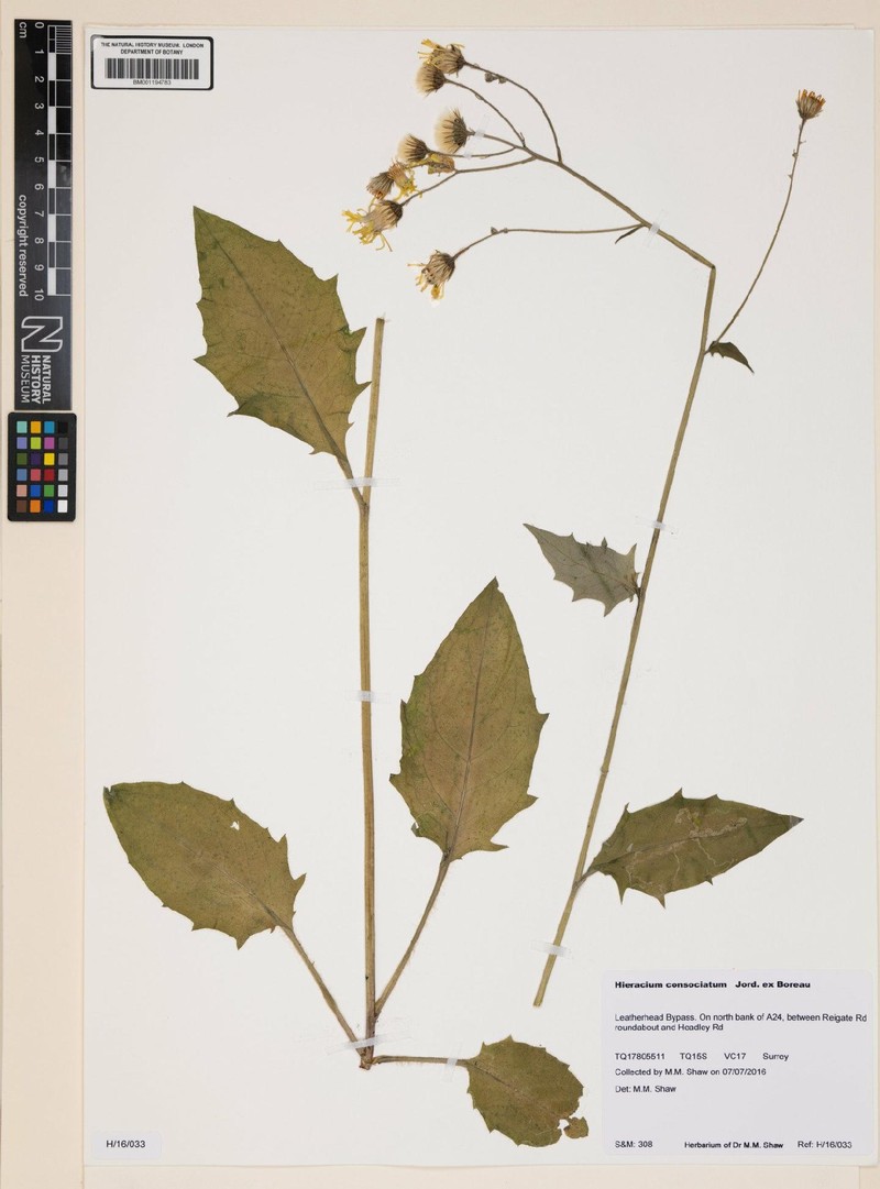 Hieracium lachenalii subsp. consociatum photo 2