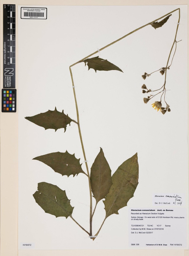 Hieracium lachenalii subsp. consociatum photo 3