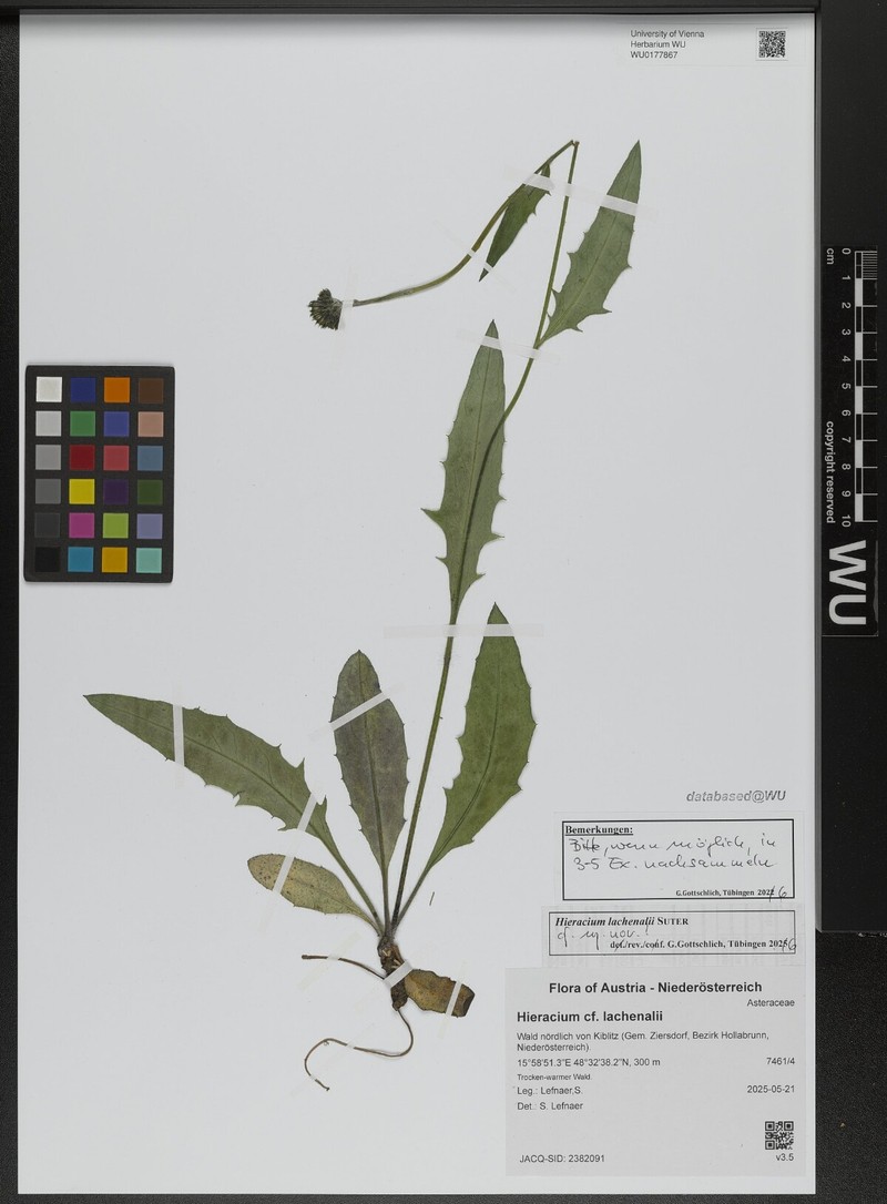Hieracium lachenalii subsp. cruentifolium