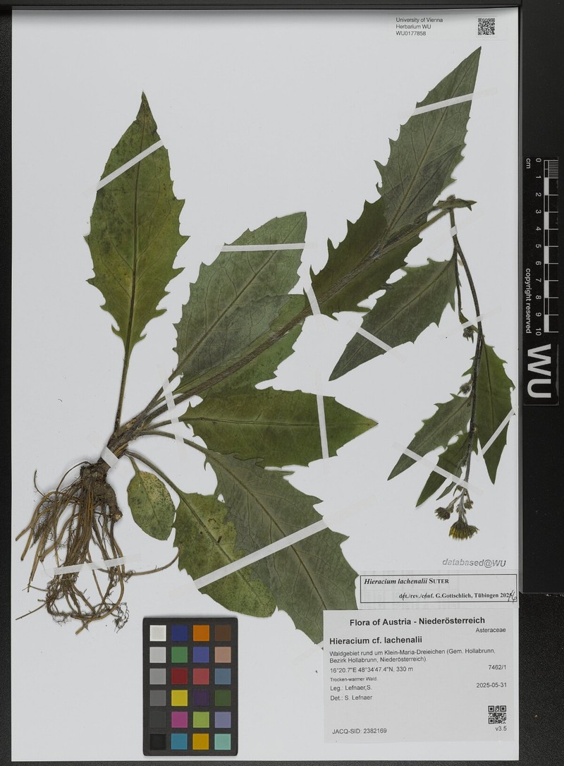 Hieracium lachenalii subsp. cruentifolium photo 2