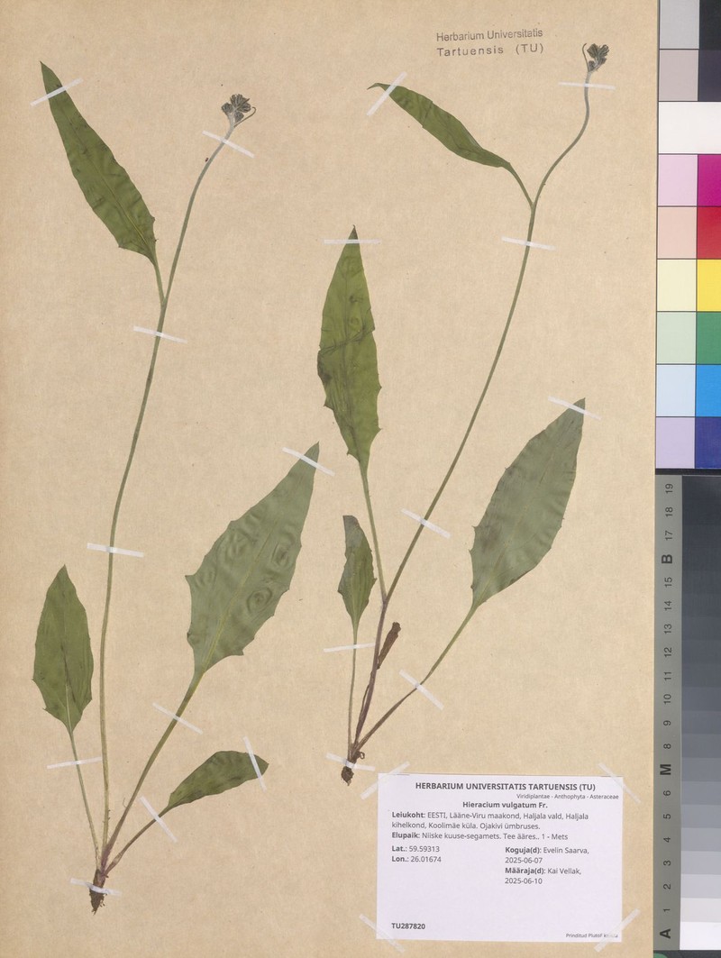 Hieracium lachenalii subsp. cruentifolium photo 3