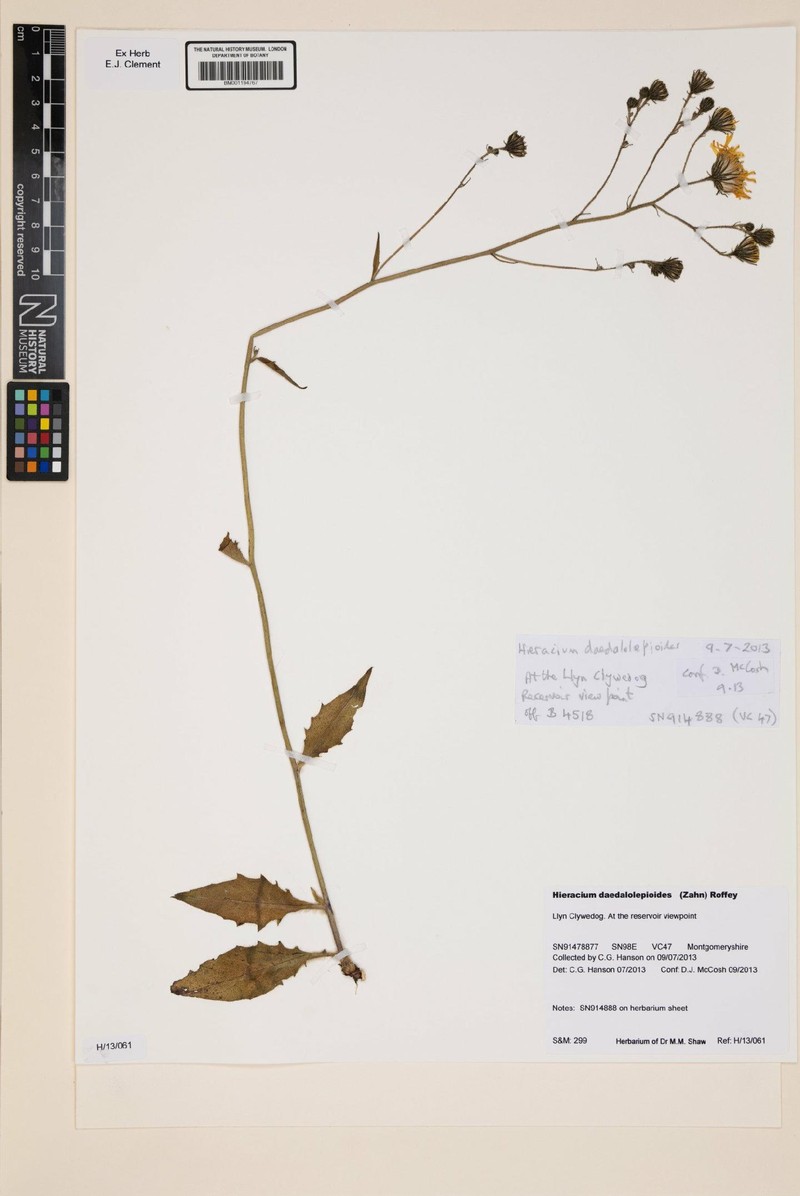Hieracium lachenalii subsp. daedalolepioides photo 2