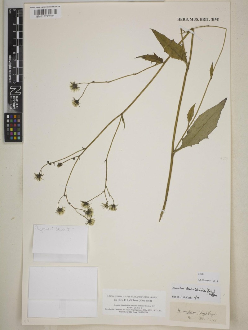 Hieracium lachenalii subsp. daedalolepioides photo 3