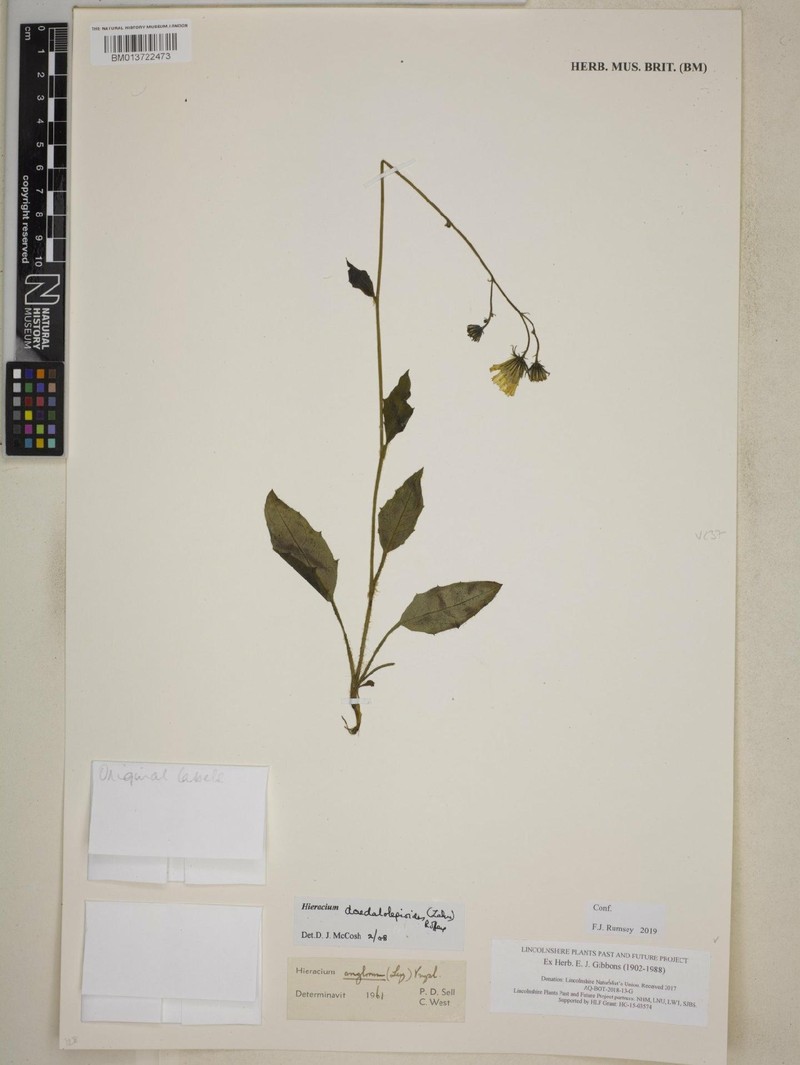 Hieracium lachenalii subsp. daedalolepioides photo 4