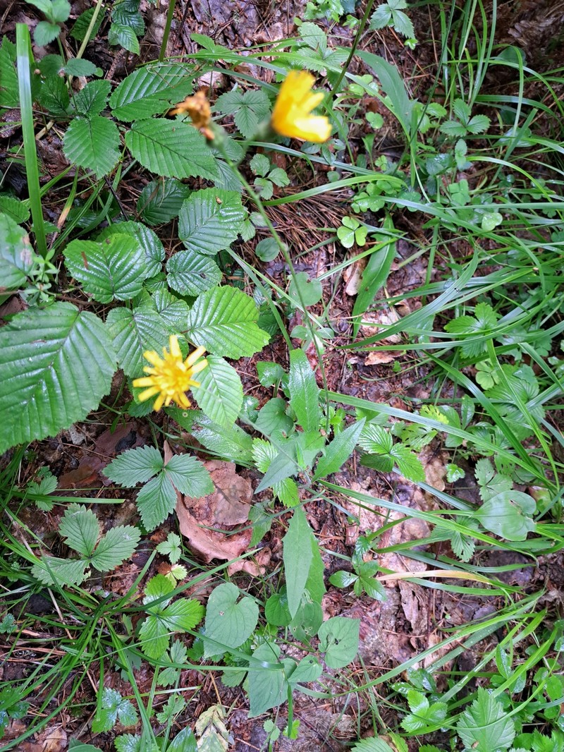 Hieracium lachenalii subsp. deductum