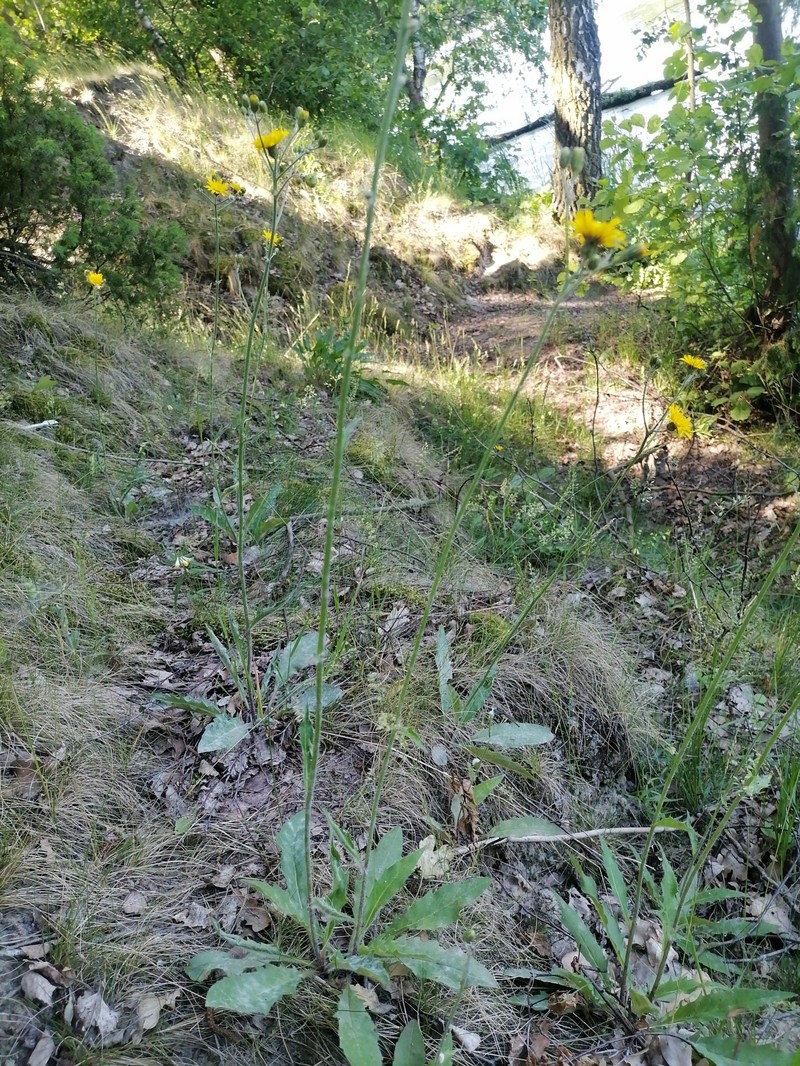 Hieracium lachenalii subsp. deductum photo 2
