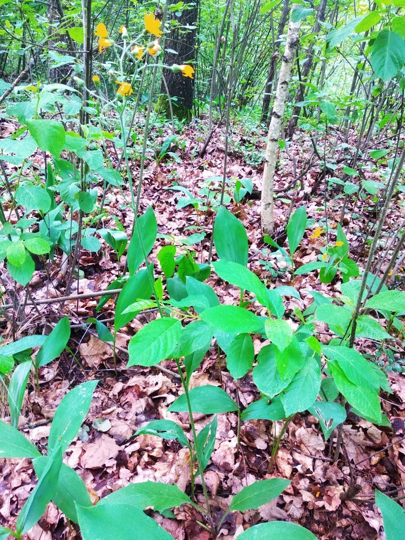 Hieracium lachenalii subsp. deductum photo 3
