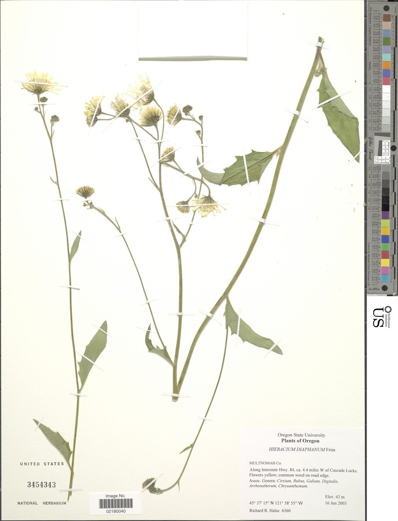 Hieracium lachenalii subsp. diaphanum