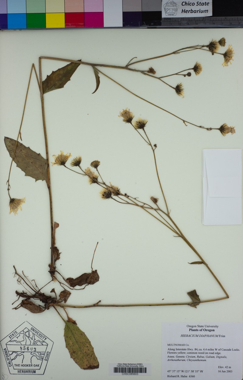 Hieracium lachenalii subsp. diaphanum photo 2