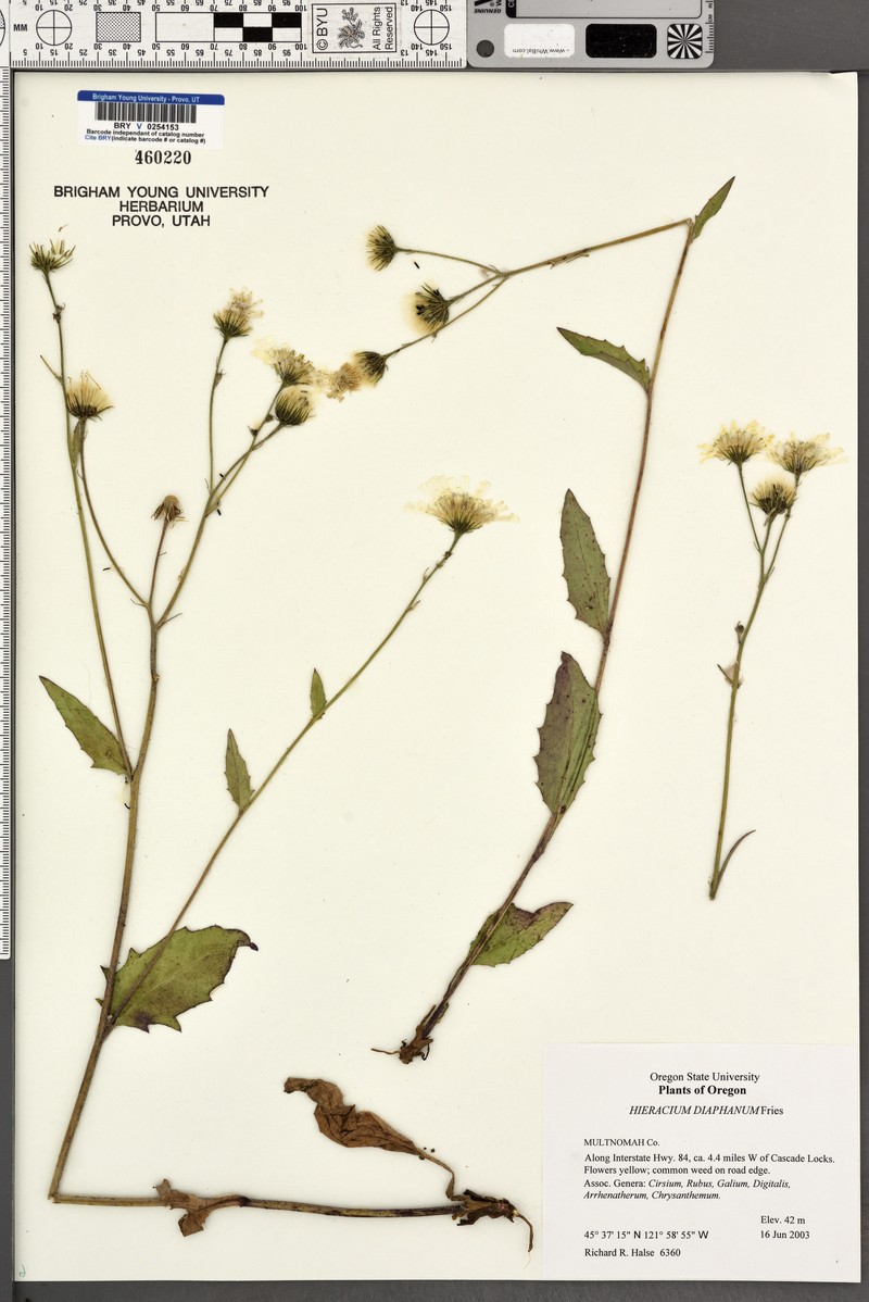 Hieracium lachenalii subsp. diaphanum photo 3