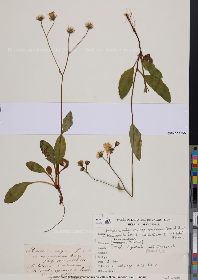 Hieracium lachenalii subsp. euchlorum