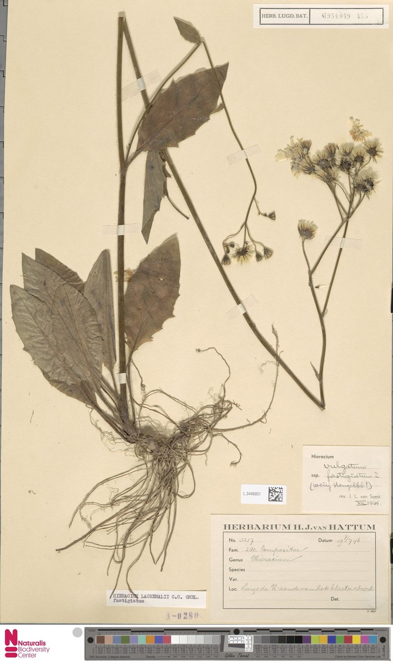 Hieracium lachenalii subsp. fastigiatum