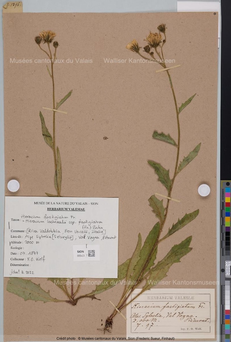 Hieracium lachenalii subsp. fastigiatum photo 2