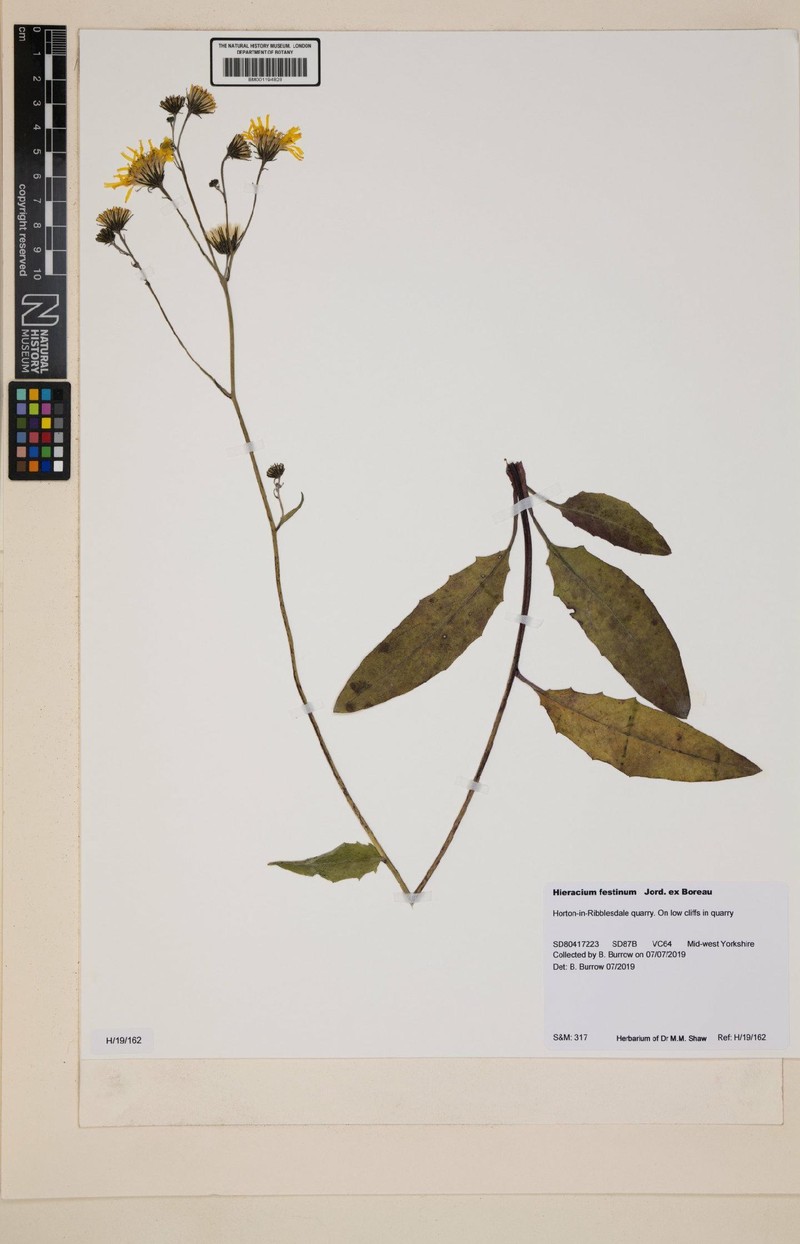 Hieracium lachenalii subsp. festinum