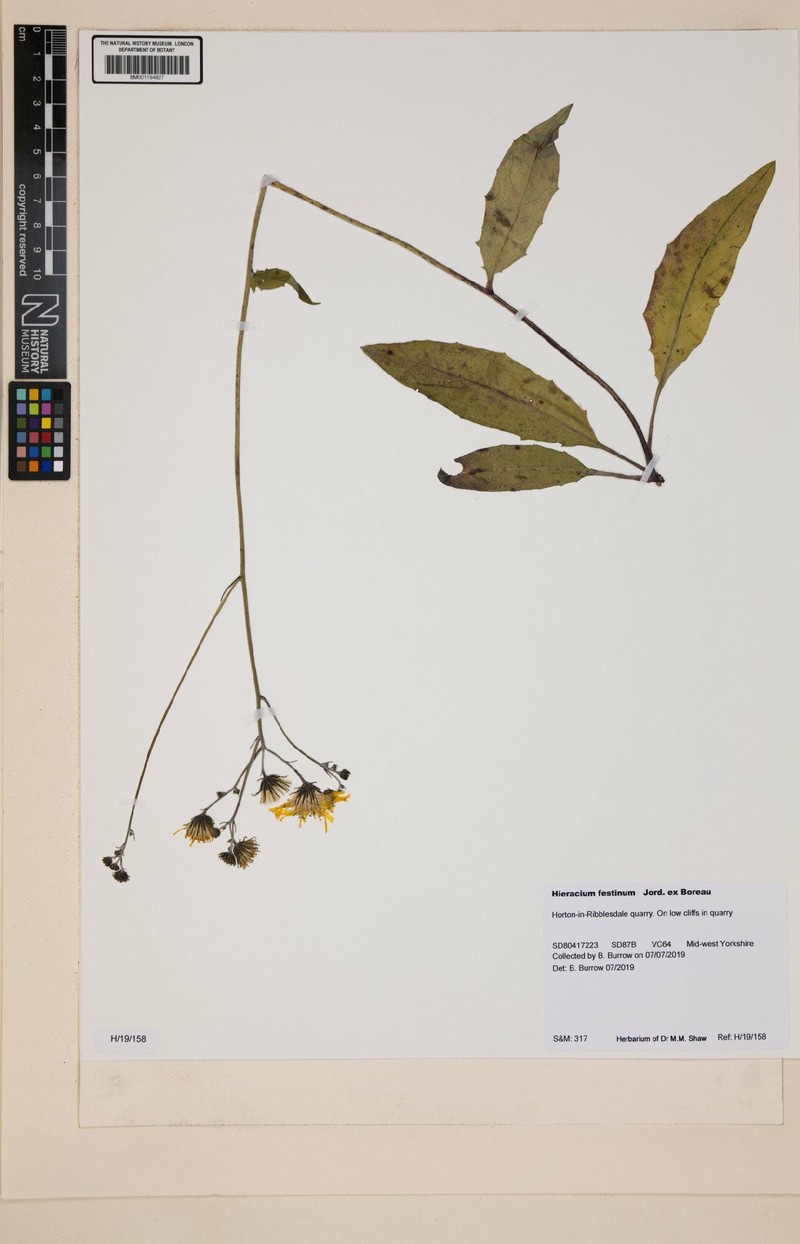 Hieracium lachenalii subsp. festinum photo 2