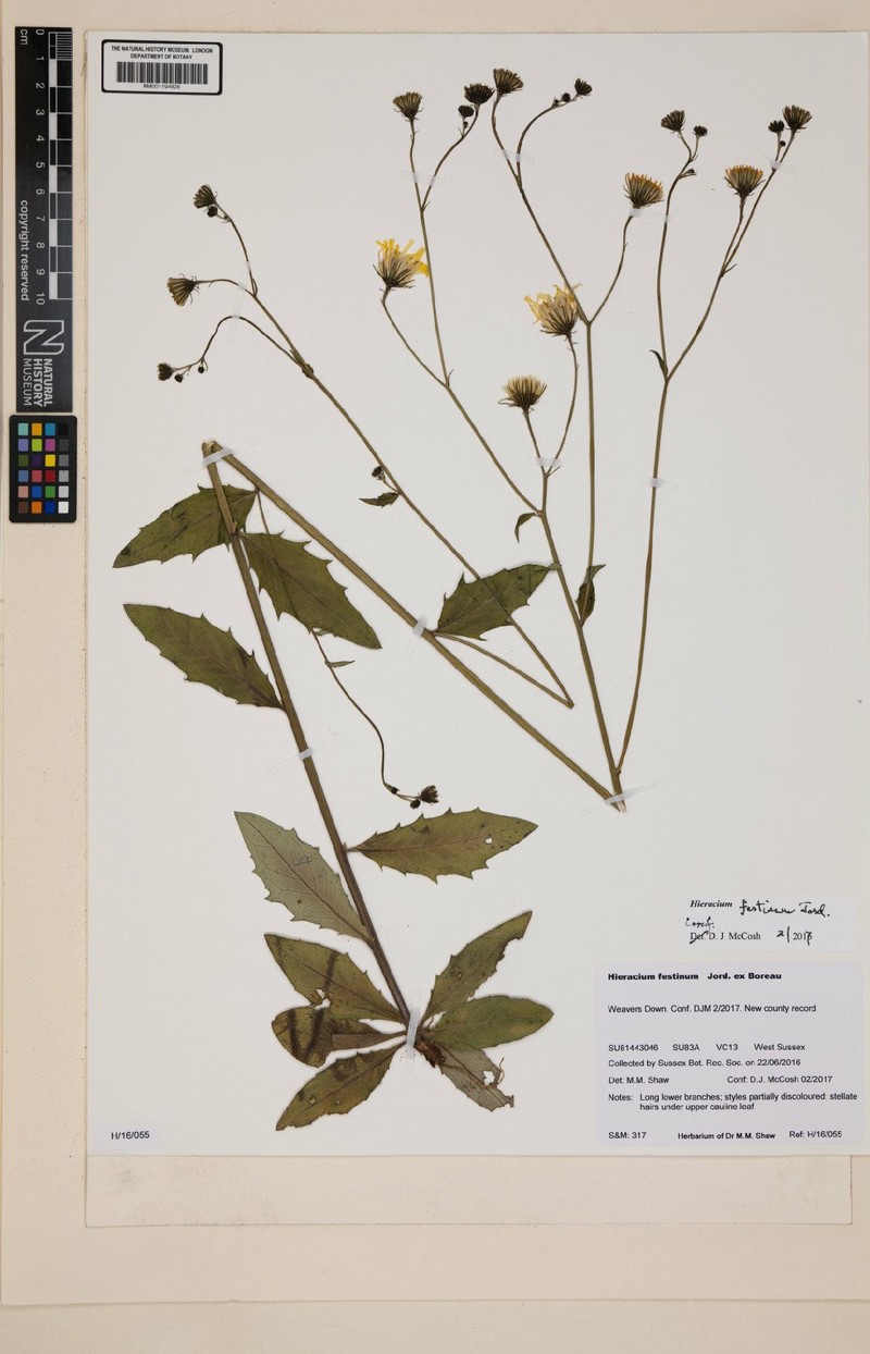Hieracium lachenalii subsp. festinum photo 3
