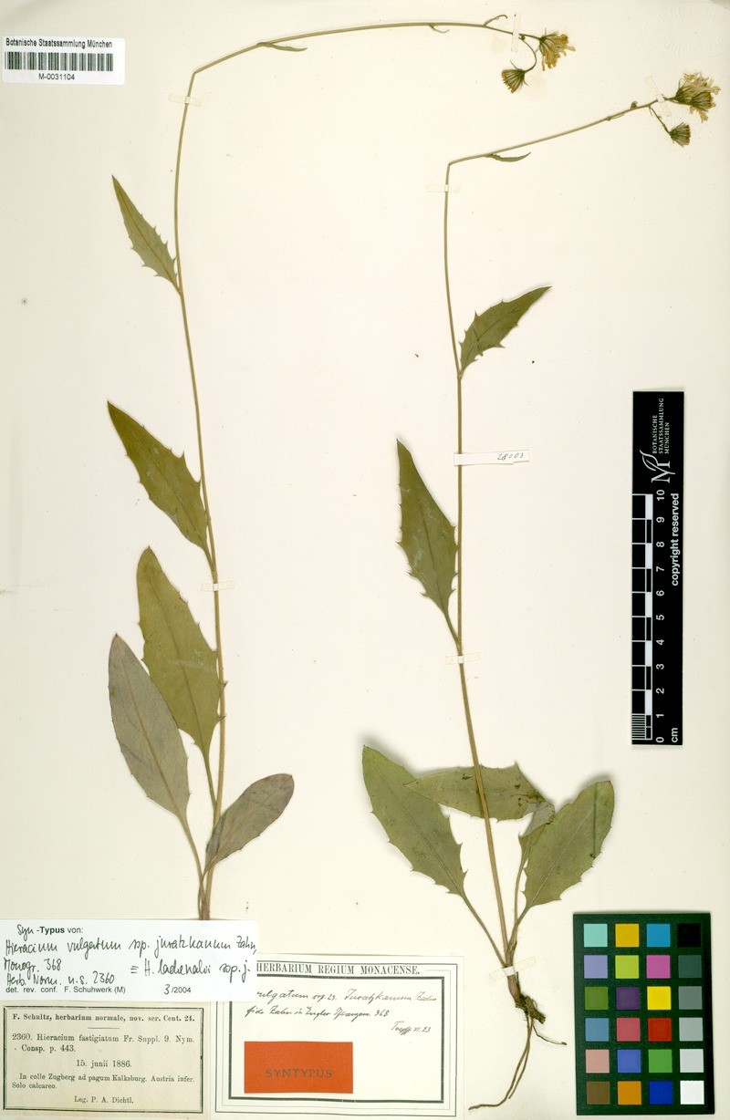 Hieracium lachenalii subsp. juratzkanum