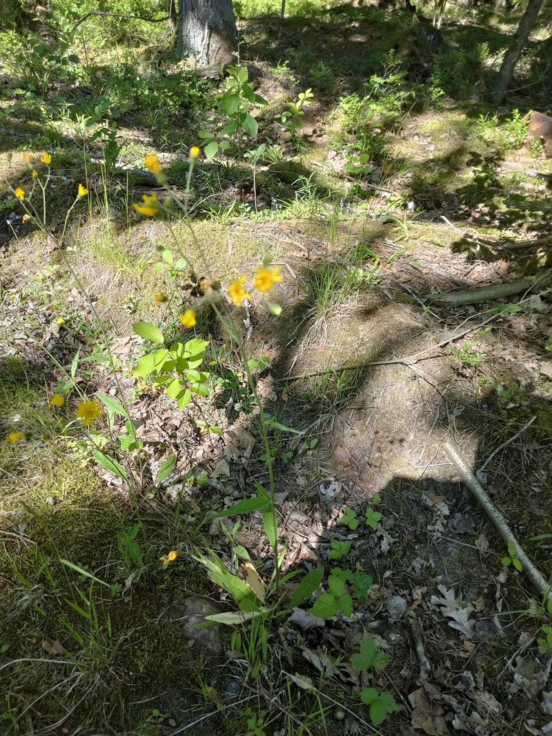 Hieracium lachenalii subsp. lachenalii