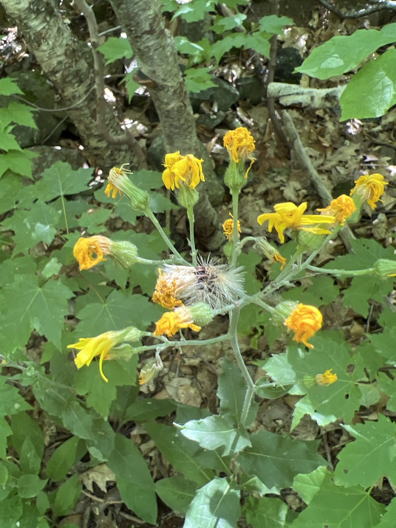Hieracium lachenalii subsp. lachenalii photo 2