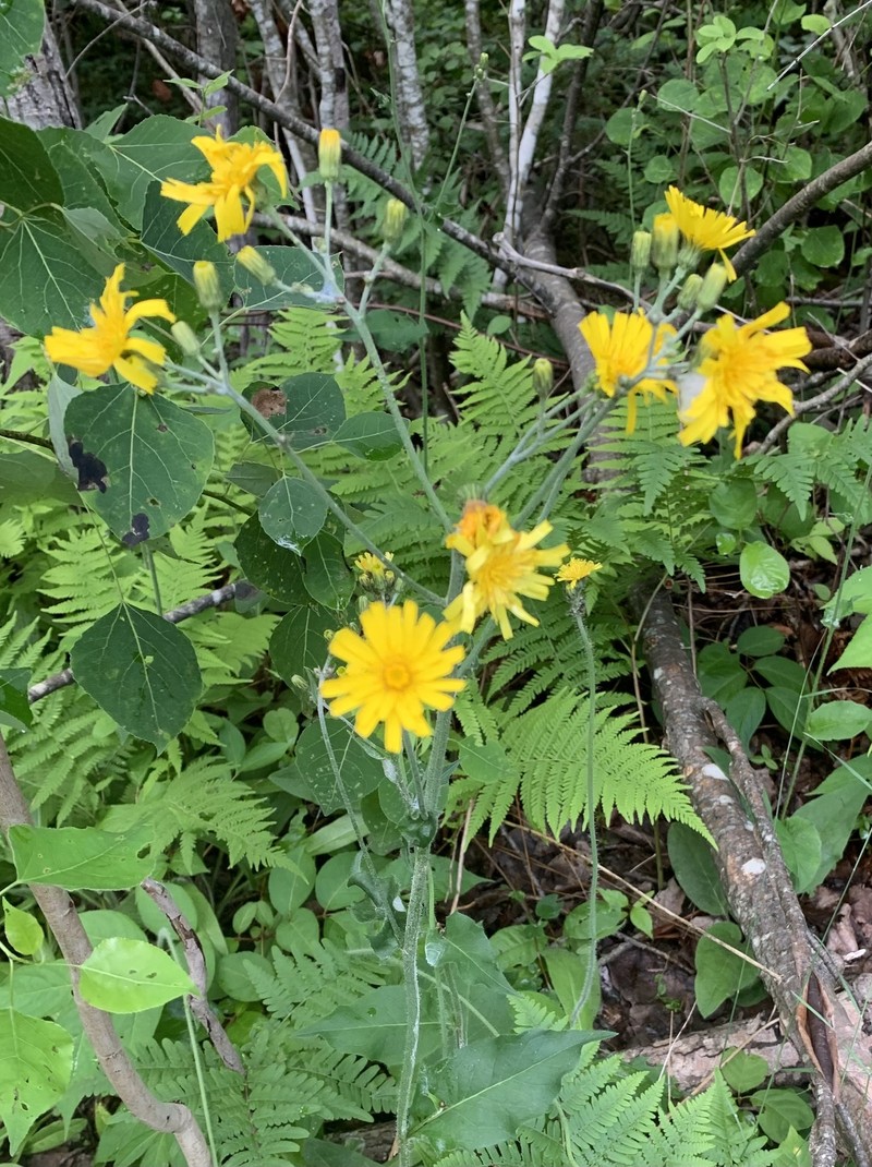 Hieracium lachenalii subsp. lachenalii photo 3