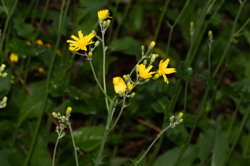 Hieracium lachenalii subsp. lachenalii photo 4
