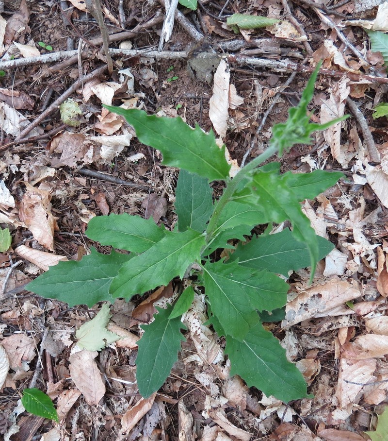 Hieracium lachenalii subsp. lachenalii photo 5