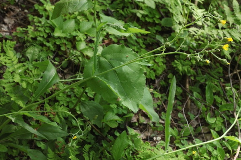 Hieracium lachenalii subsp. lachenalii photo 7