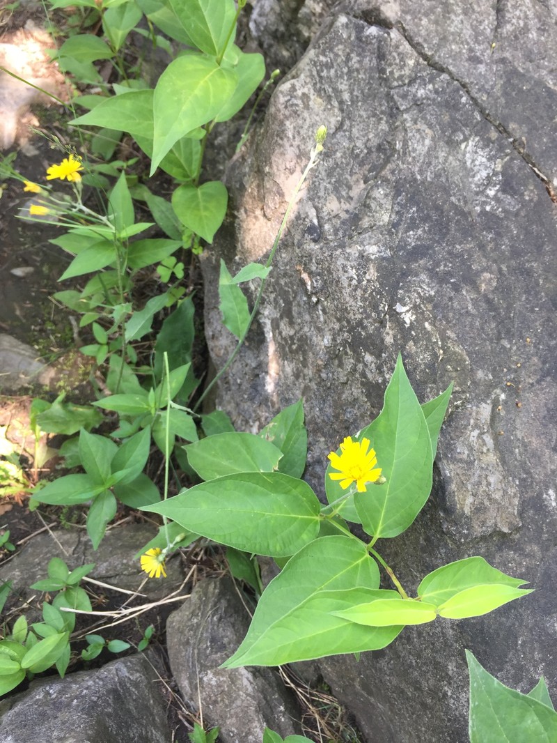 Hieracium lachenalii subsp. lachenalii photo 8