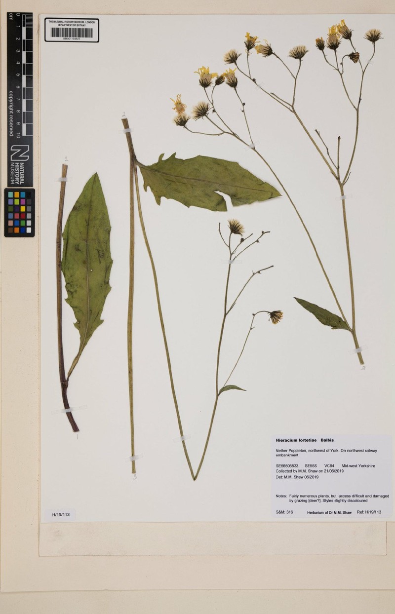 Hieracium lachenalii subsp. lortetiae