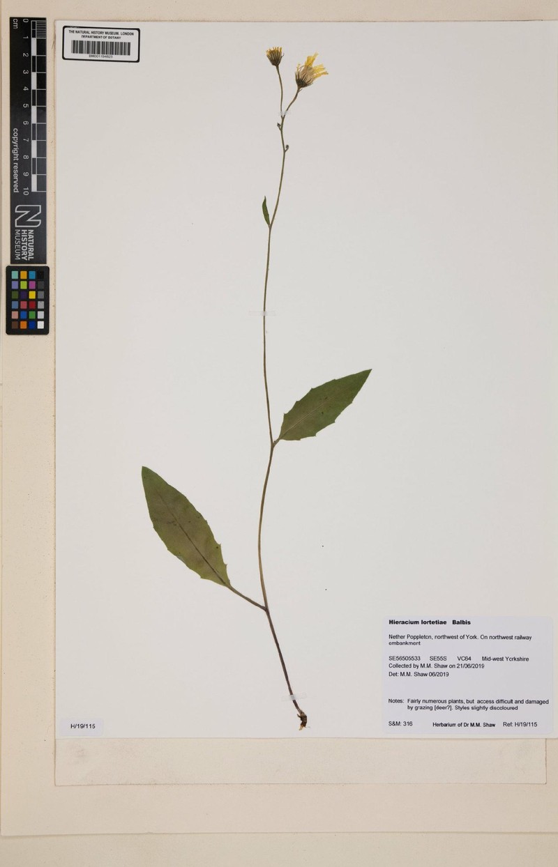 Hieracium lachenalii subsp. lortetiae photo 2