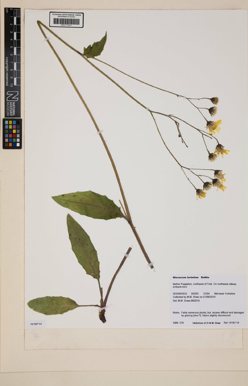 Hieracium lachenalii subsp. lortetiae photo 3
