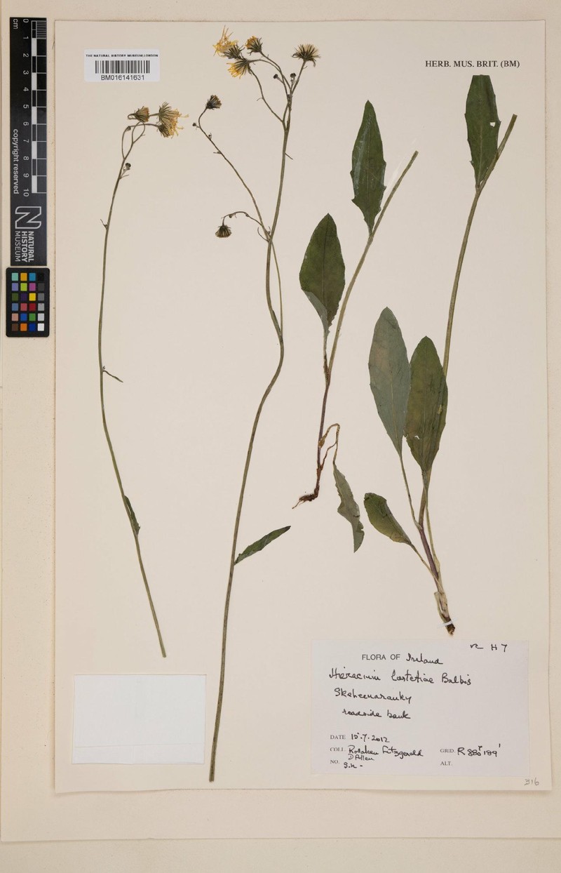 Hieracium lachenalii subsp. lortetiae photo 4