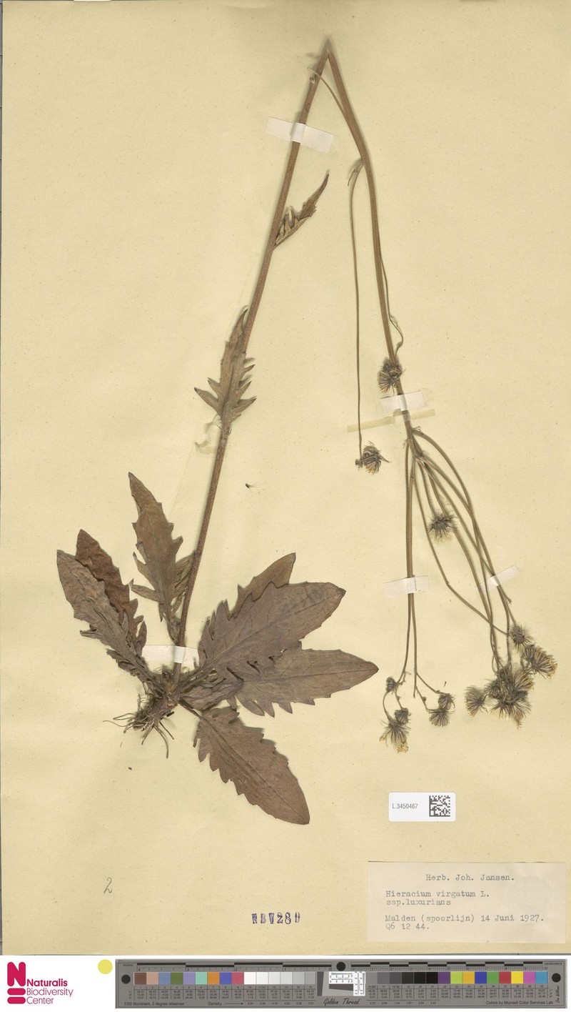 Hieracium lachenalii subsp. luxurians