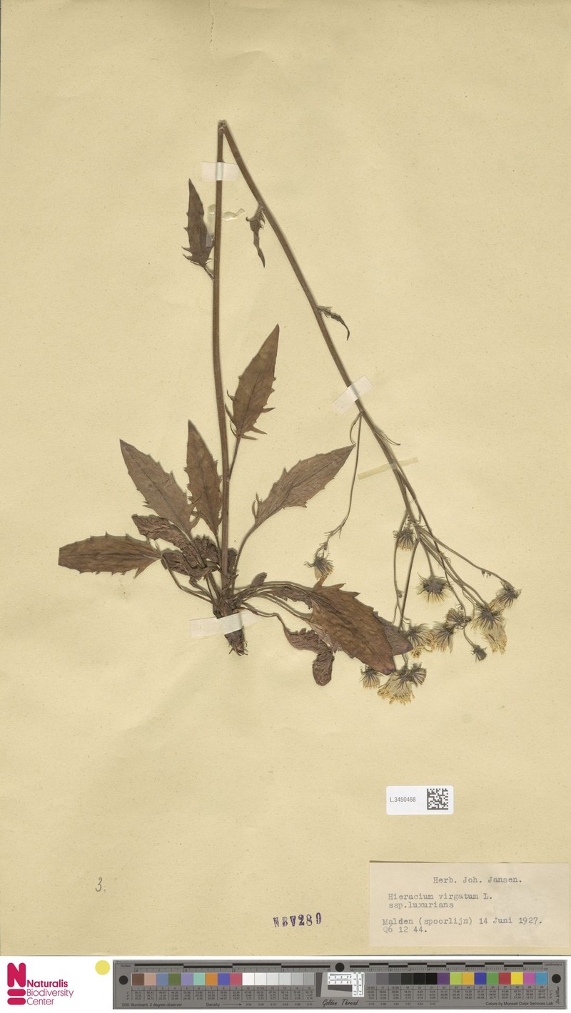 Hieracium lachenalii subsp. luxurians photo 2