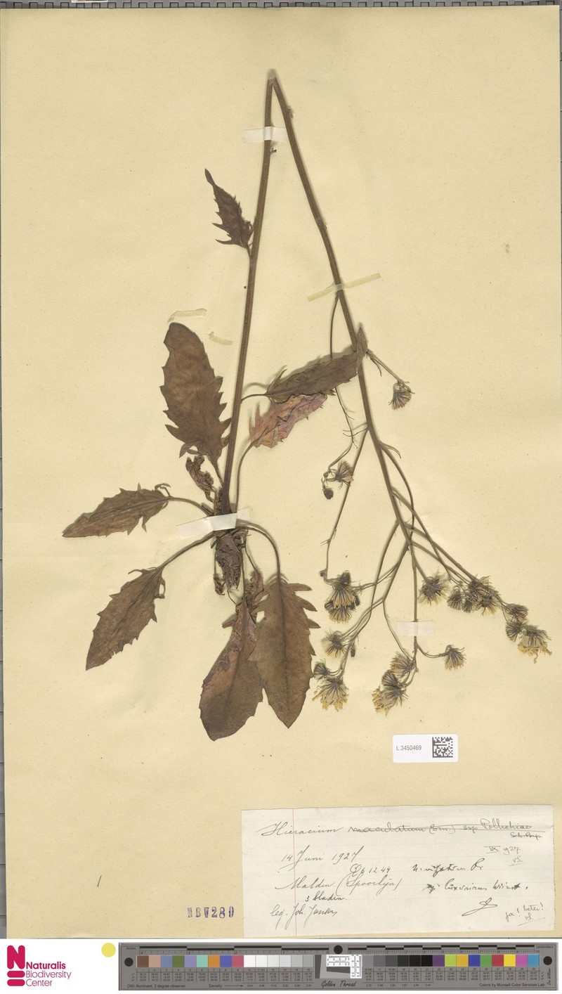 Hieracium lachenalii subsp. luxurians photo 3