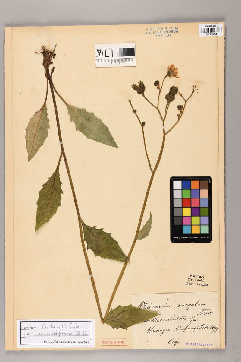 Hieracium lachenalii subsp. maculatiforme