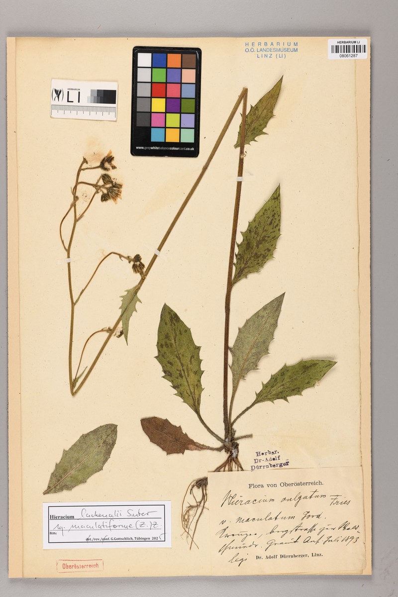 Hieracium lachenalii subsp. maculatiforme photo 2