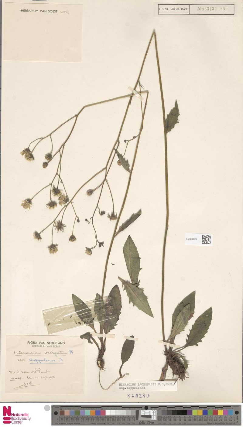 Hieracium lachenalii subsp. meppelense