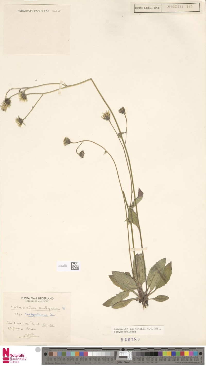 Hieracium lachenalii subsp. meppelense photo 2