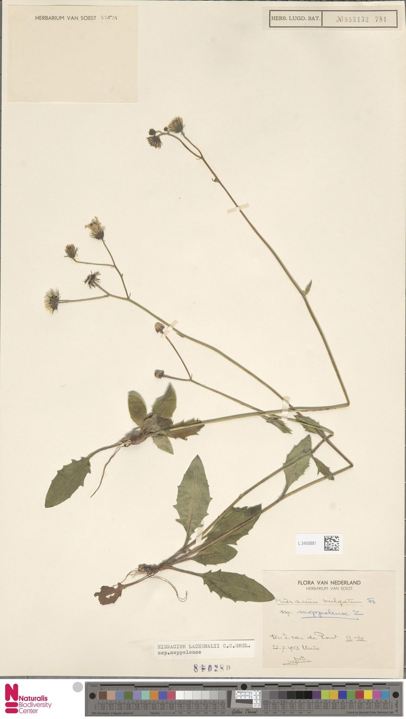 Hieracium lachenalii subsp. meppelense photo 3
