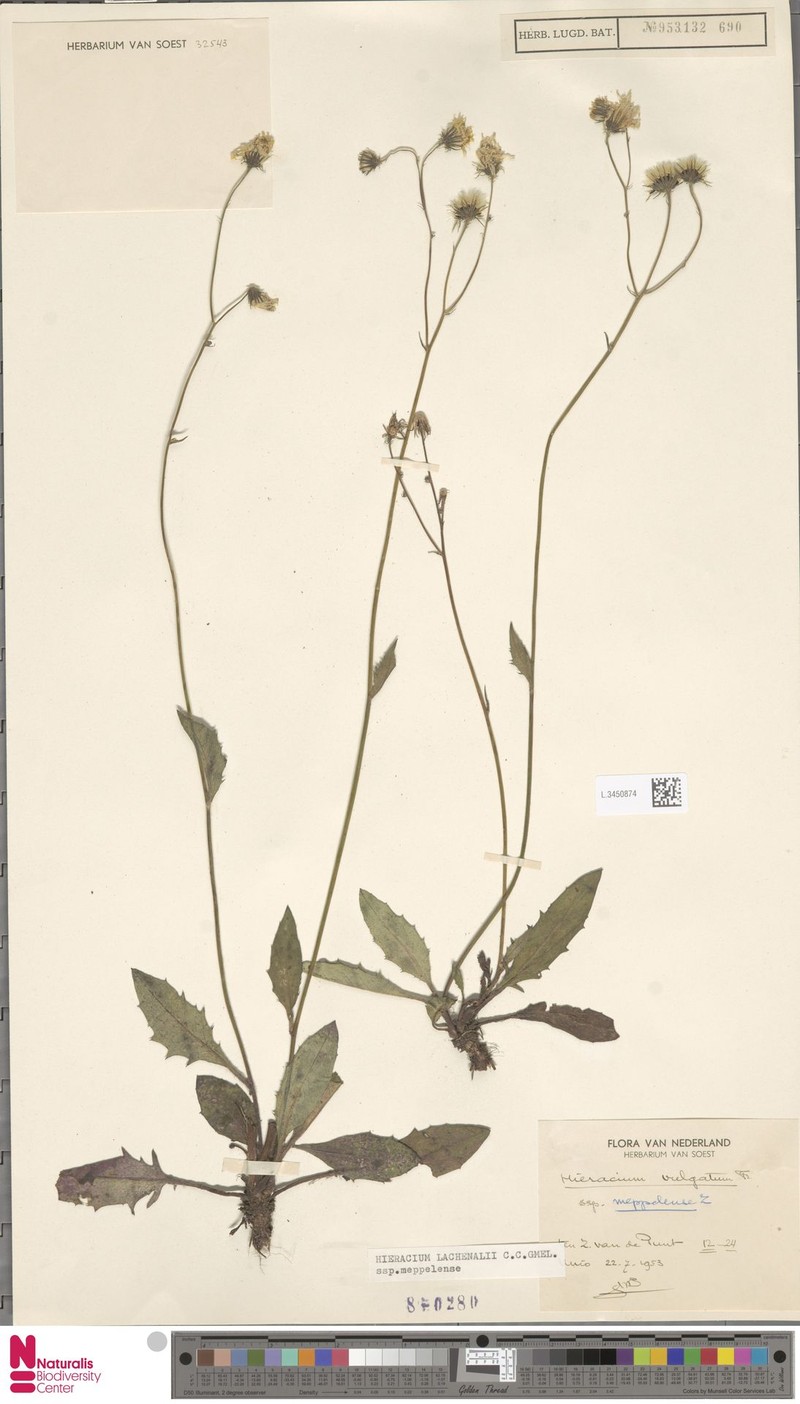 Hieracium lachenalii subsp. meppelense photo 4