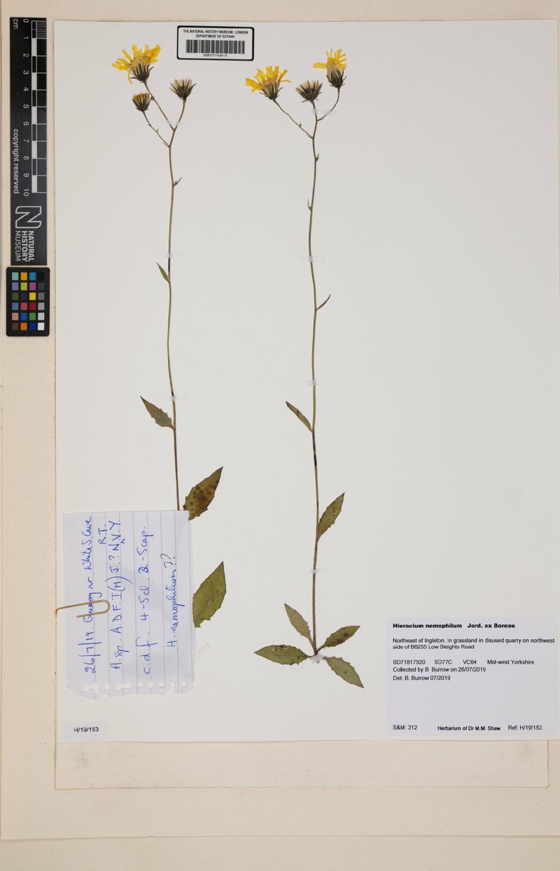 Hieracium lachenalii subsp. mertinii