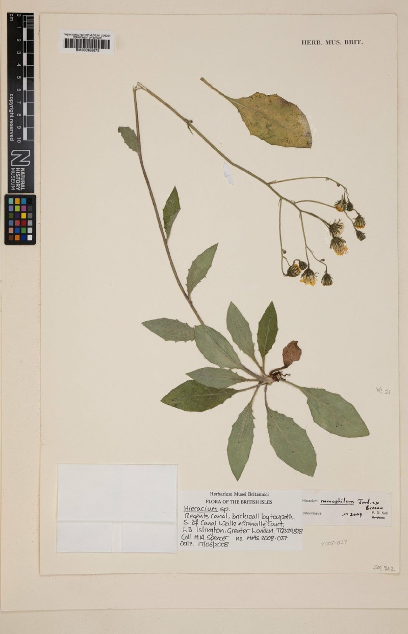 Hieracium lachenalii subsp. mertinii photo 2