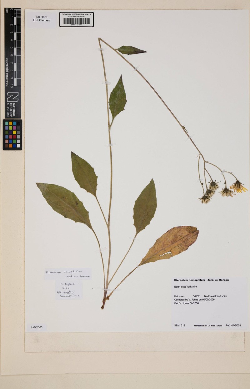Hieracium lachenalii subsp. mertinii photo 3