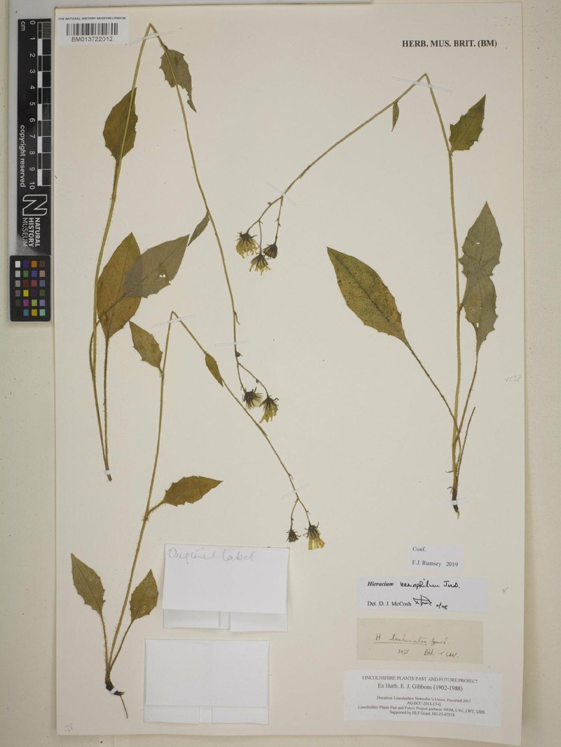 Hieracium lachenalii subsp. mertinii photo 4