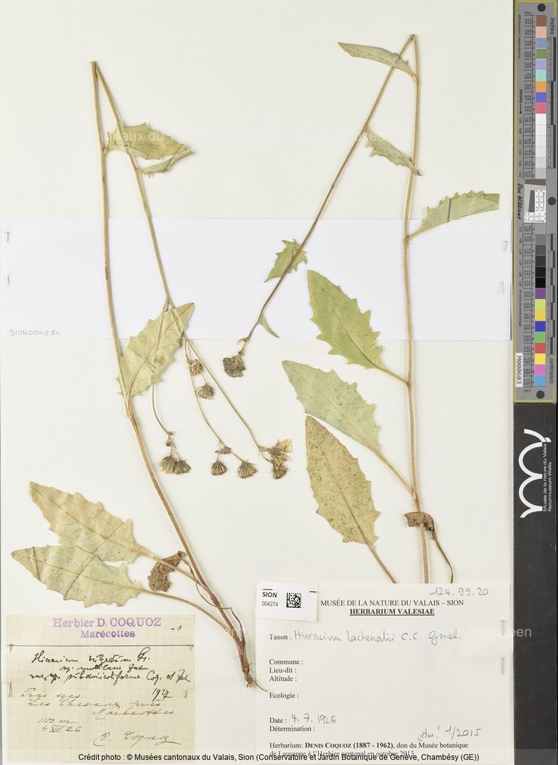 Hieracium lachenalii subsp. mollibasis