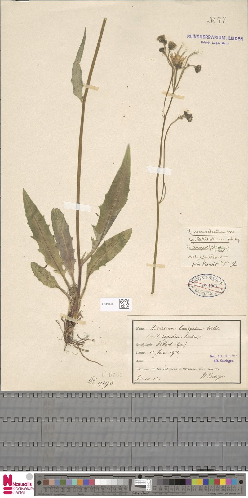 Hieracium lachenalii subsp. paucifoliatum