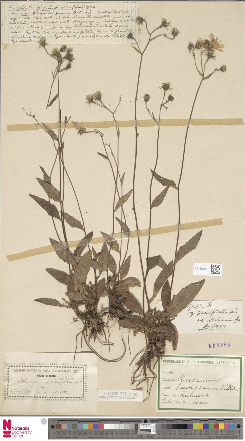 Hieracium lachenalii subsp. paucifoliatum photo 2