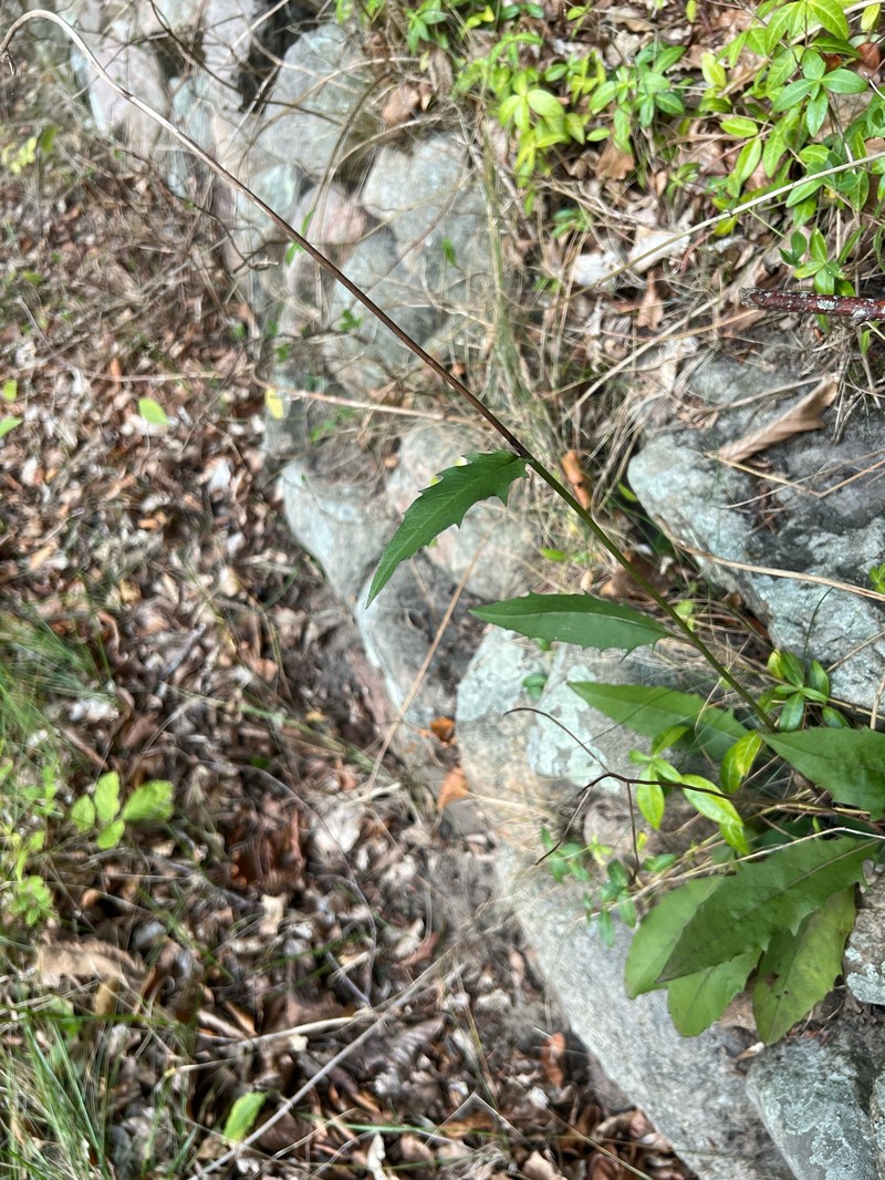 Hieracium lachenalii subsp. pinnatifidum